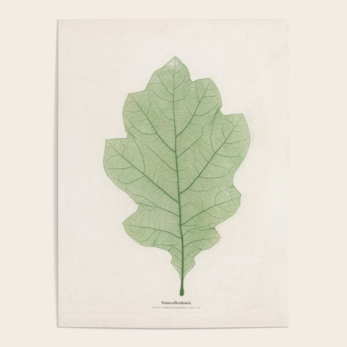Oak Leaf Poster Gallery Image 1