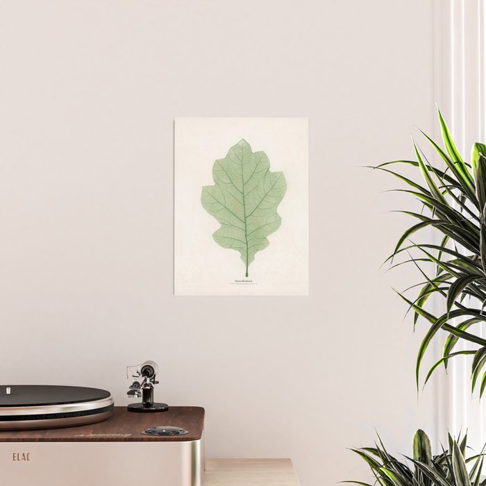 Oak Leaf Poster Gallery Image 2