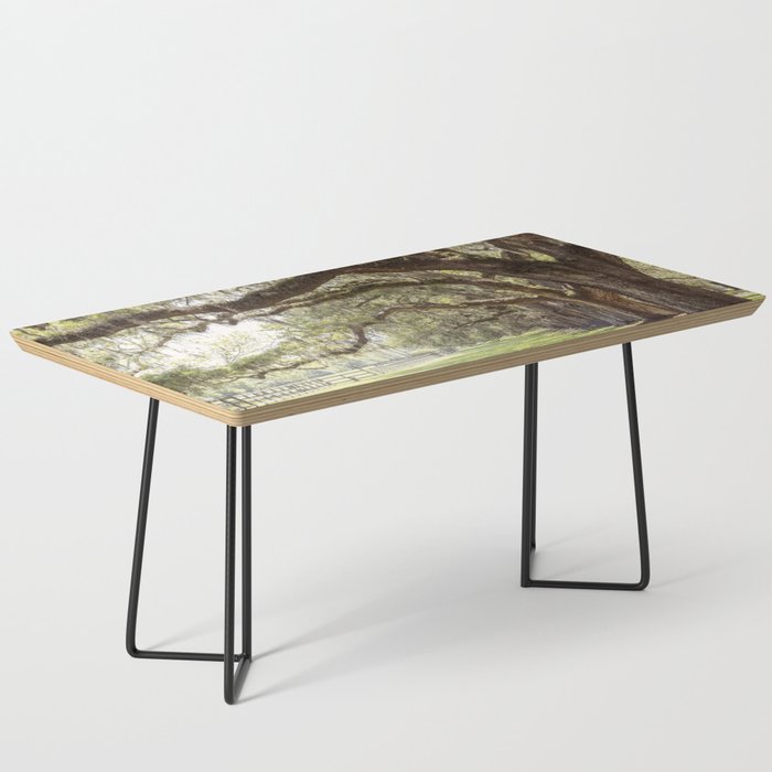 Lowcountry Avenue of Oaks x South Carolina Photography Coffee Table Gallery Image 1