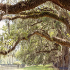 Lowcountry Avenue of Oaks x South Carolina Photography Coffee Mug Gallery Image 2