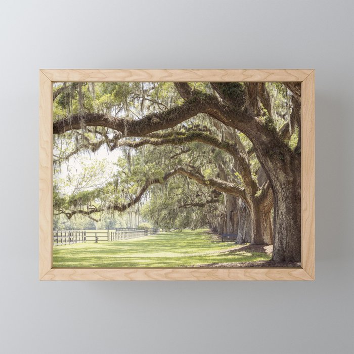 Lowcountry Avenue of Oaks x South Carolina Photography Mini Art Print Gallery Image 1