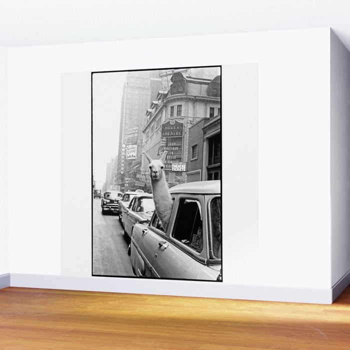  llama in times square print - a llama in times square-Llama Riding in Taxi, Black and White Vintage Wall Mural Gallery Image 2