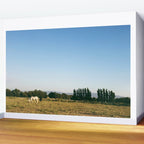 HORSES IN CALIFORNIA Wall Mural Gallery Image 2