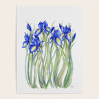 Blue Iris, Illustration Poster Gallery Image 4