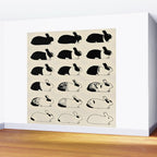 Studies of heredity in rabbits- William E.Castle - 1919 Cute Bunny Pattern Wall Mural Gallery Image 2
