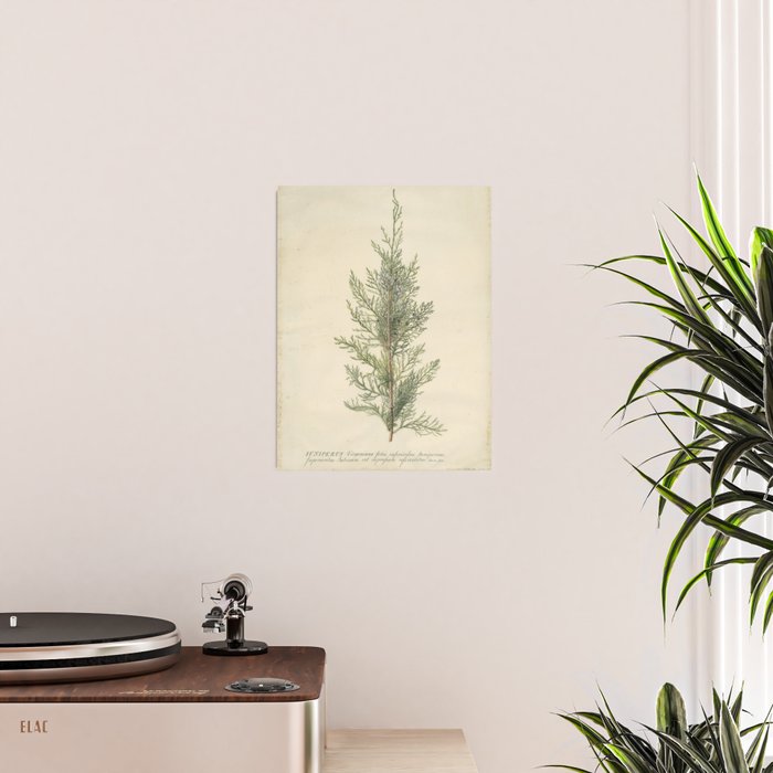 Botanical Juniper Poster Gallery Image 2