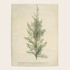 Botanical Juniper Poster Gallery Image 4