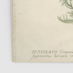 Botanical Juniper Poster Gallery Image 3