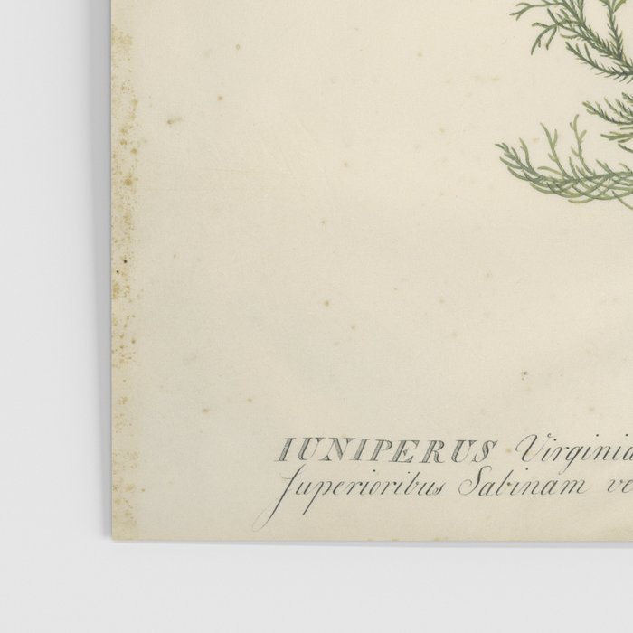 Botanical Juniper Poster Gallery Image 3