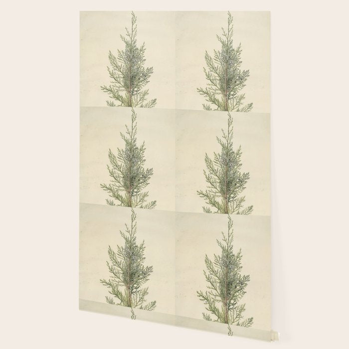 Botanical Juniper Wallpaper Gallery Image 2