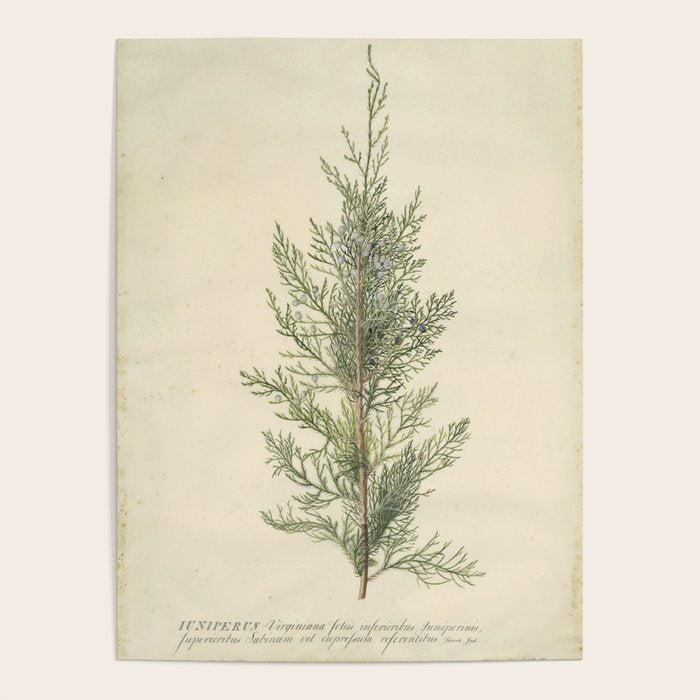 Botanical Juniper Poster