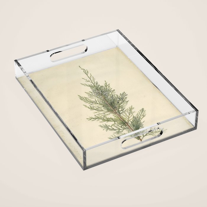 Botanical Juniper Acrylic Tray Gallery Image 1
