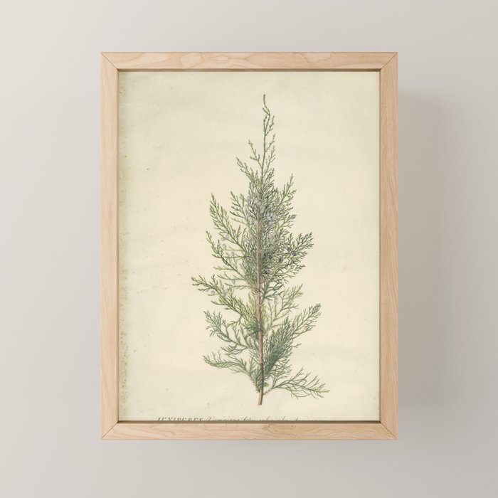 Botanical Juniper Mini Art Print Gallery Image 1