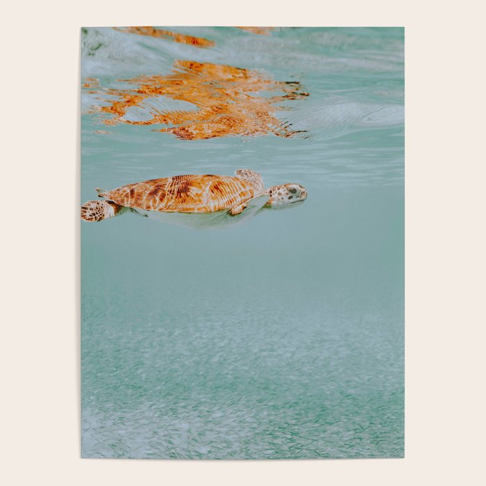 sea turtle ii Poster Gallery Image 4