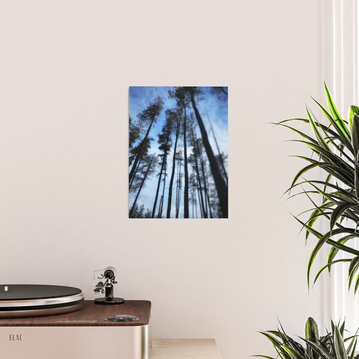 Northern Pines Poster Gallery Image 2