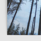 Northern Pines Poster Gallery Image 3