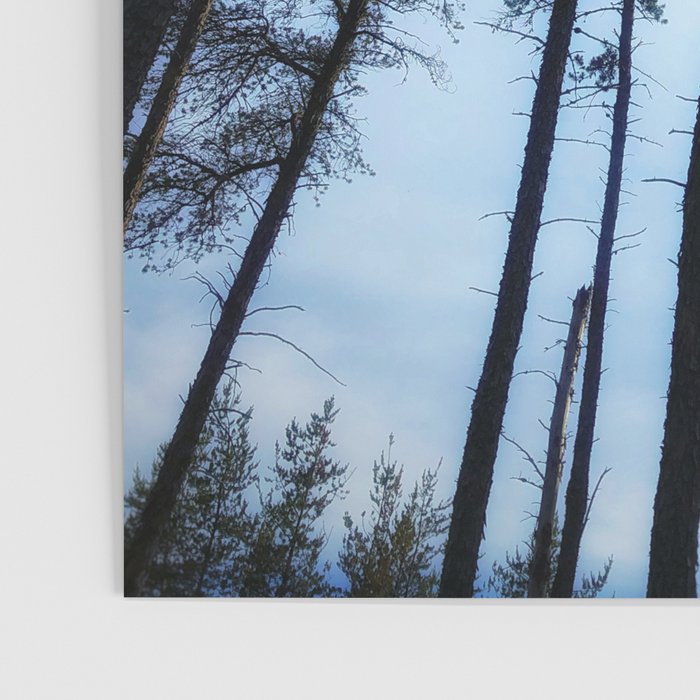 Northern Pines Poster Gallery Image 3