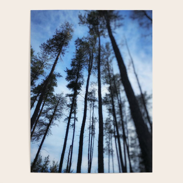 Northern Pines Poster Gallery Image 4