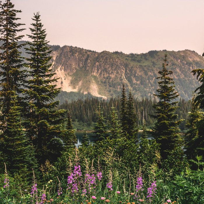Mount Rainier Wildflower Adventure - National Park Wanderlust Coffee Mug Gallery Image 2