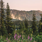 Mount Rainier Wildflower Adventure - National Park Wanderlust Coffee Mug Gallery Image 2
