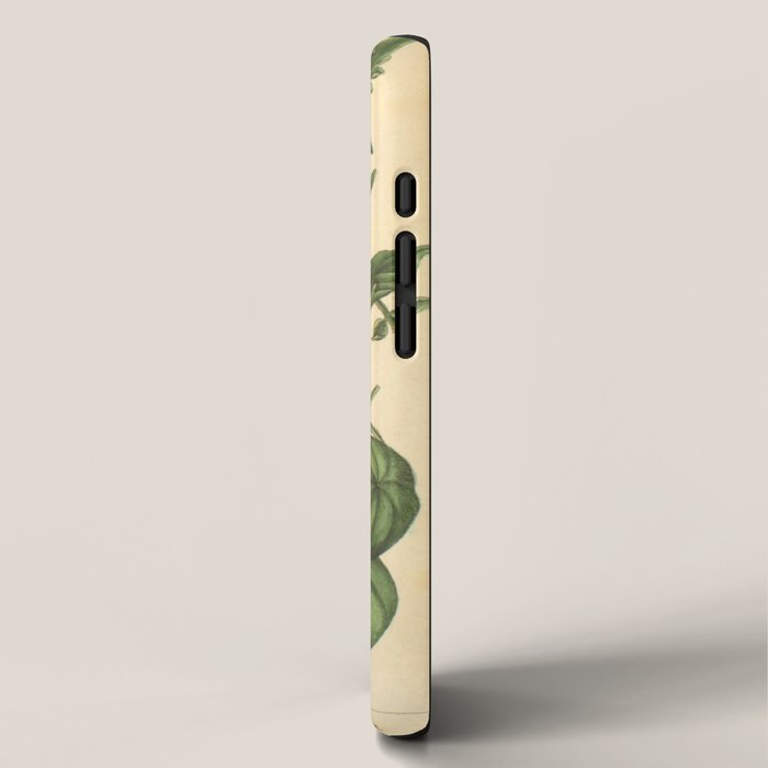 Tomato by Elizabeth Blackwell from "A Curious Herbal," 1737 (benefiting The Nature Conservancy) iPhone Case Gallery Image 2