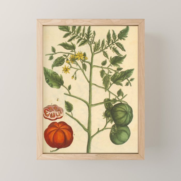 Tomato by Elizabeth Blackwell from "A Curious Herbal," 1737 (benefiting The Nature Conservancy) Mini Art Print Gallery Image 1