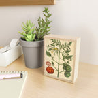 Tomato by Elizabeth Blackwell from "A Curious Herbal," 1737 (benefiting The Nature Conservancy) Mini Art Print Gallery Image 2