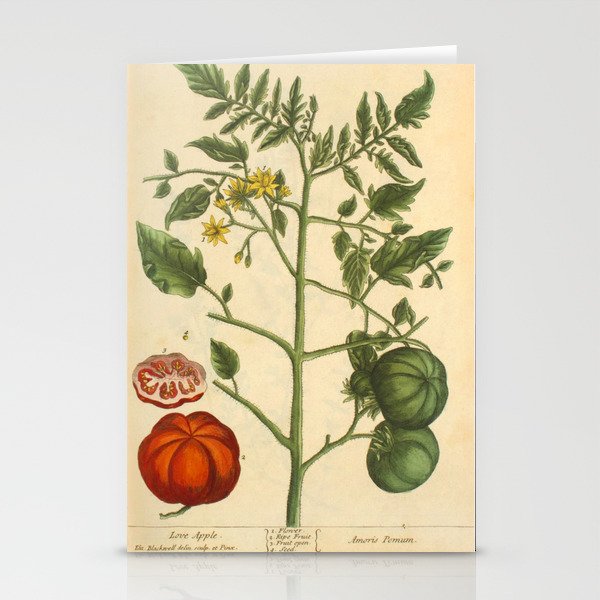 Tomato by Elizabeth Blackwell from "A Curious Herbal," 1737 (benefiting The Nature Conservancy) Stationery Card Gallery Image 2