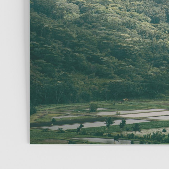 Hanalei Taro Fields - Hawaii Tropical Nature, Landscape Photography Poster Gallery Image 3