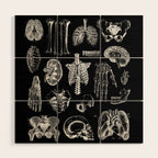 Human Anatomy Black & White Wood Wall Art Gallery Image 1
