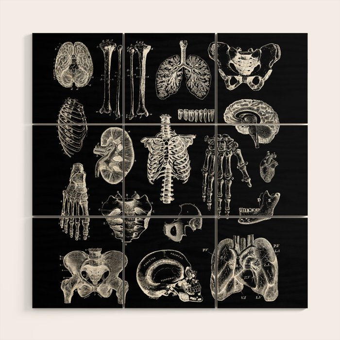 Human Anatomy Black & White Wood Wall Art Gallery Image 1