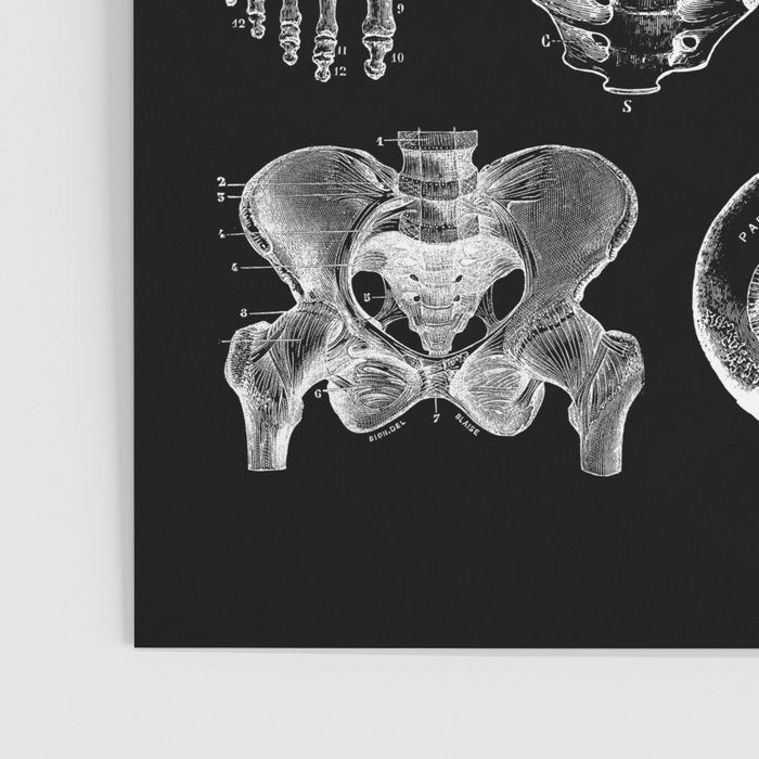 Human Anatomy Black & White Poster Gallery Image 3