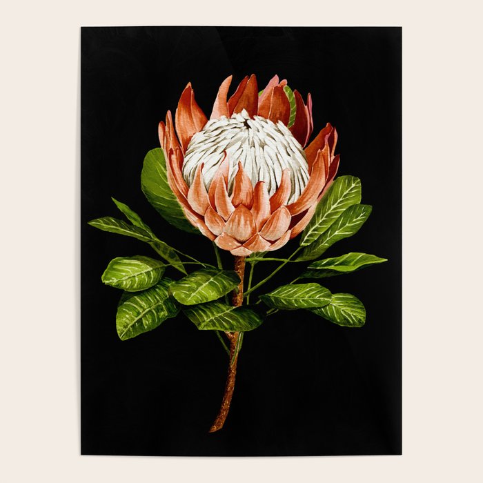 protea watercolor black Poster Gallery Image 4