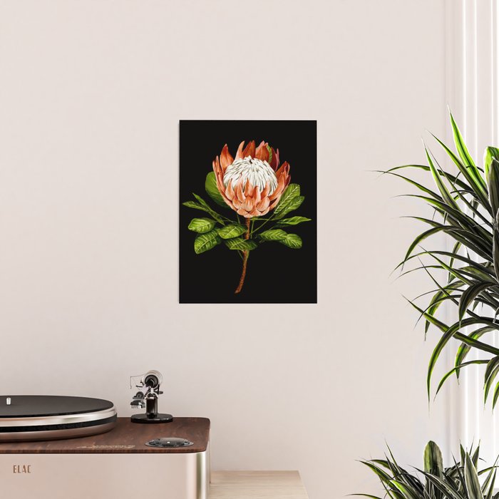 protea watercolor black Poster Gallery Image 2