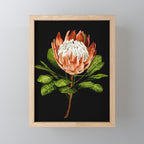 protea watercolor black Mini Art Print Gallery Image 1