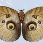 Vintage Butterfly Moth Owl on Soft Sky  Coffee Mug Gallery Image 2
