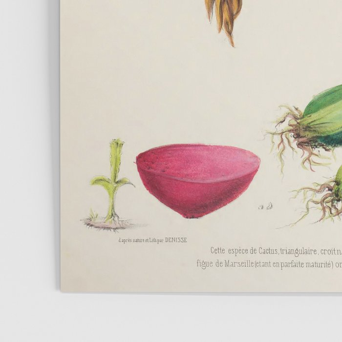 Cactus from "Flore dâAmÃ©rique" by Ãtienne Denisse, 1840s Poster Gallery Image 3