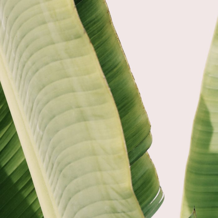 Banana Leaf #1 Coffee Mug Gallery Image 2