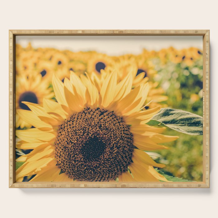 Sunflower Field Serving Tray Gallery Image 1