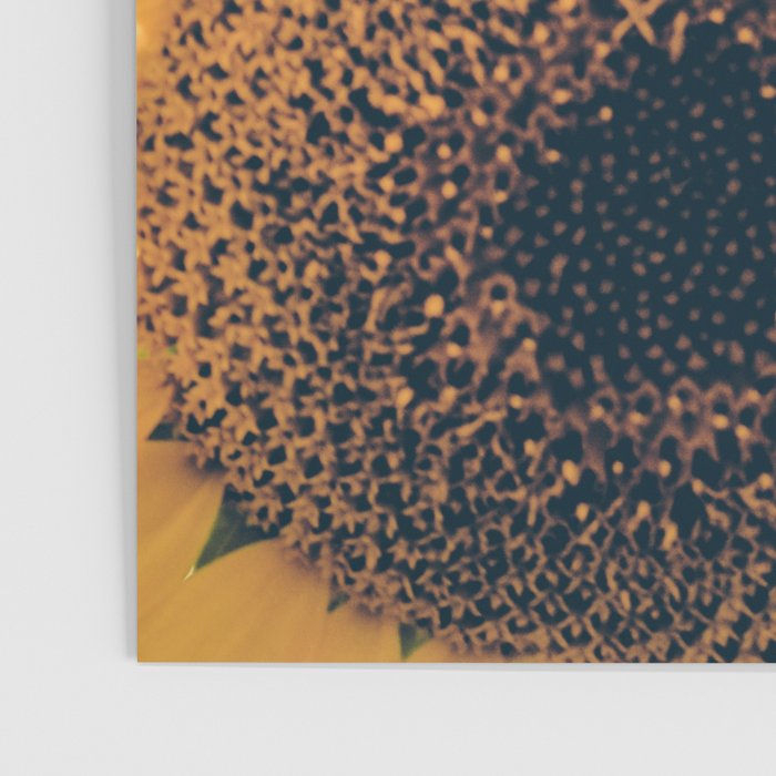 Sunflower Field Poster Gallery Image 3