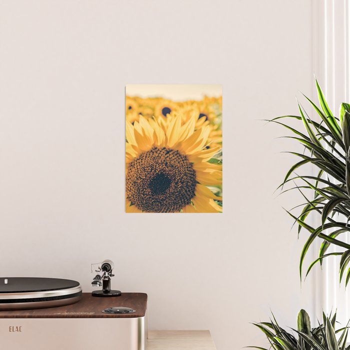 Sunflower Field Poster Gallery Image 2