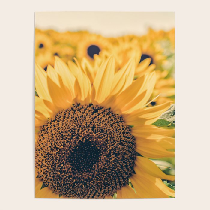 Sunflower Field Poster Gallery Image 4