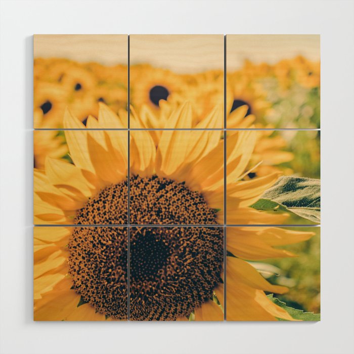 Sunflower Field Wood Wall Art Gallery Image 1