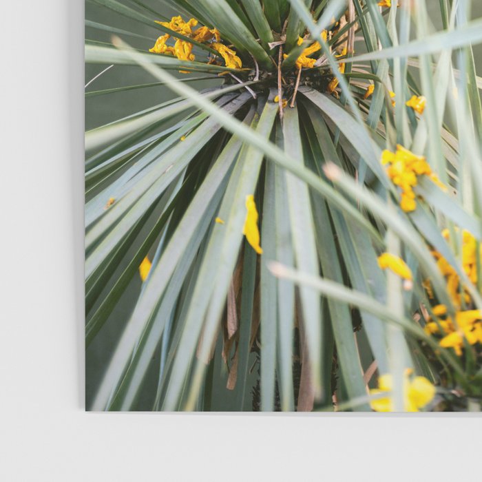 Botanical Oaxaca | Travel Photography Mexico  Poster Gallery Image 3