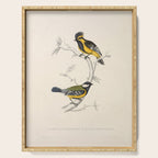 Himalayan black-lored tit and green-backed tit by Elizabeth Gould, 1831 Serving Tray Gallery Image 1