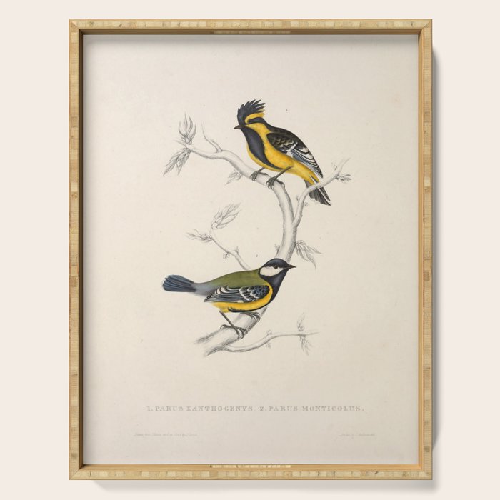 Himalayan black-lored tit and green-backed tit by Elizabeth Gould, 1831 Serving Tray Gallery Image 1
