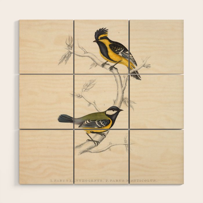 Himalayan black-lored tit and green-backed tit by Elizabeth Gould, 1831 Wood Wall Art Gallery Image 1