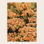 Orange Amarantis  Poster Gallery Image 4