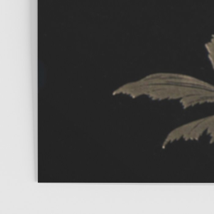 Black And Gold Poppies Poster Gallery Image 3