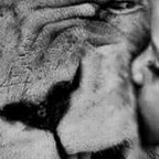Grouchy Lion being kissed by brunette girl black and white photography Coffee Mug Gallery Image 2